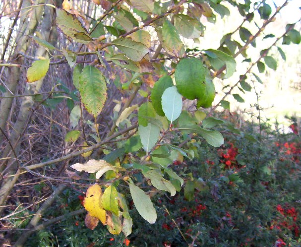 albero spontaneo presso laghetto