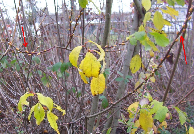 albero spontaneo presso laghetto