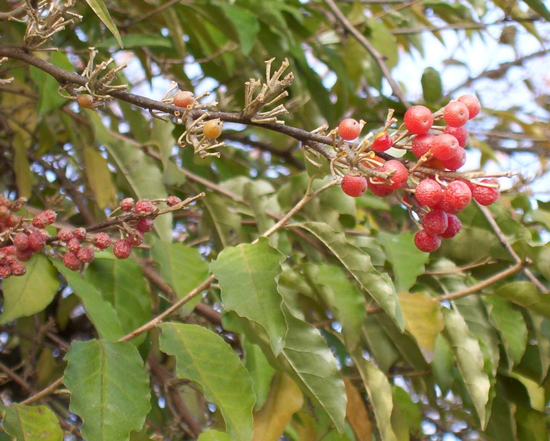 Albero con bacche rosse