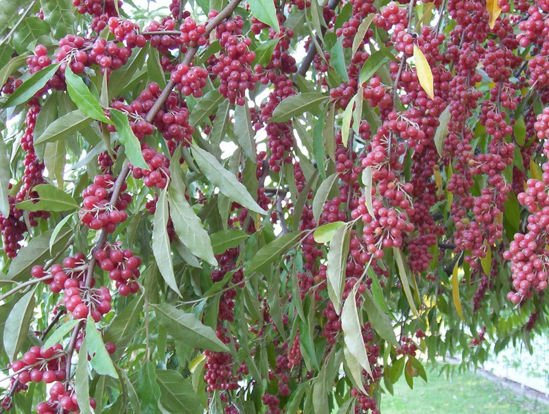 Albero con bacche rosse