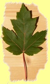 Aceri di monte rossi in autunno?