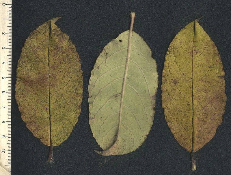 albero spontaneo presso laghetto