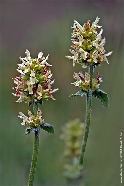 Betonica alopecuros (=Stachys alopecuros) / Betonica bianca