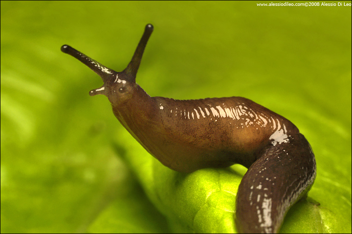 Limax ? nel sedano (Deroceras sp.)