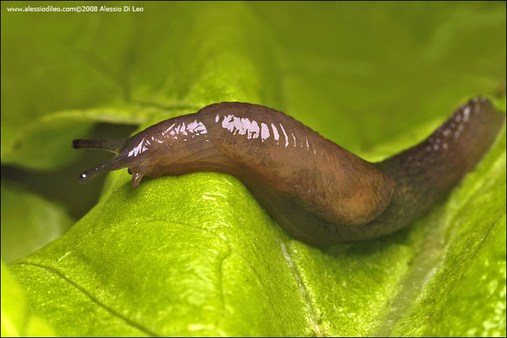 Limax ? nel sedano (Deroceras sp.)