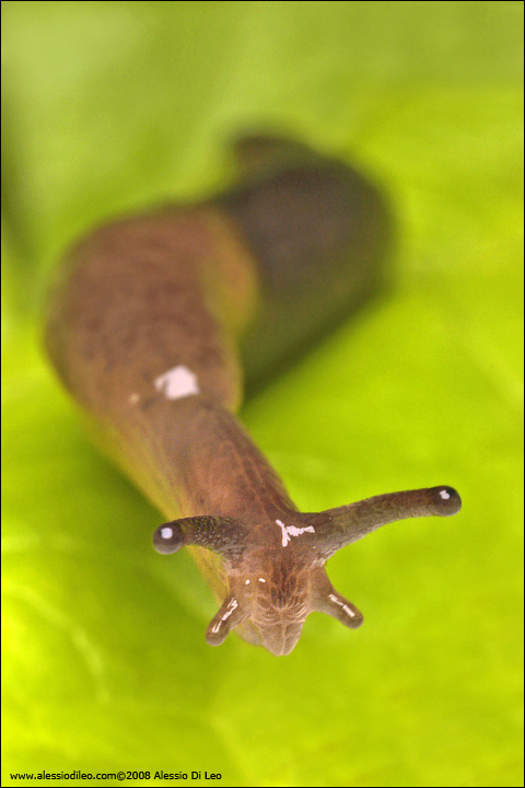 Limax ? nel sedano (Deroceras sp.)