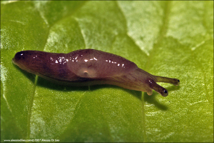 Limax ? nel sedano (Deroceras sp.)