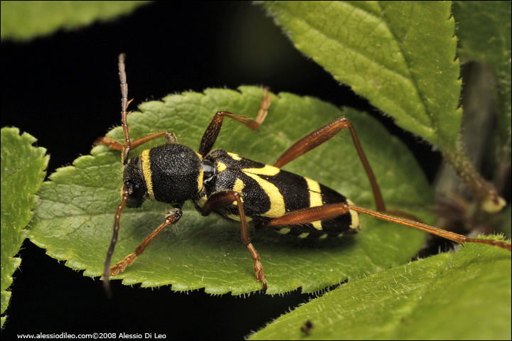 Clytus arietis, Clytus rhamni e Paraplagionotus floralis