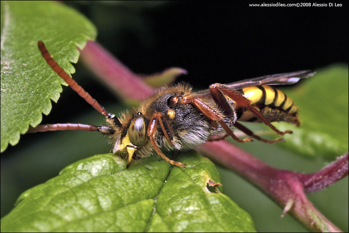 Imenottero dalle mandibole d''acciao ! Nomada cf. rufipes