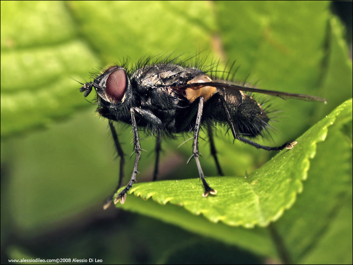 Calliphoridae ?