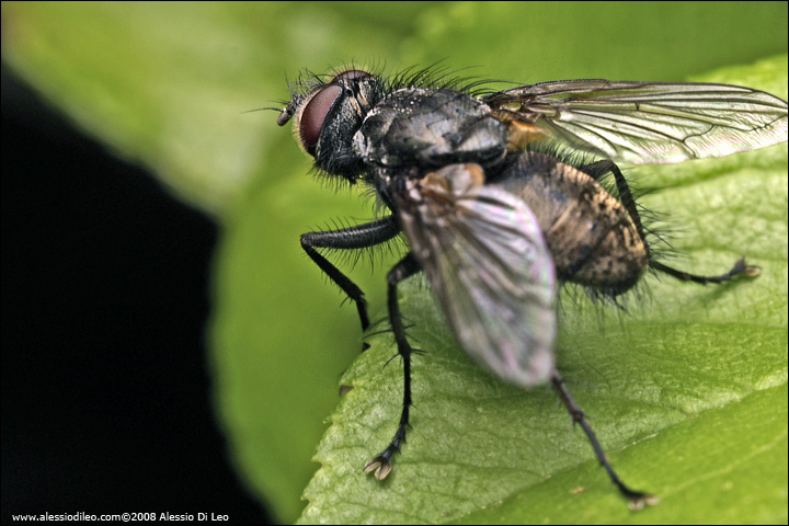 Calliphoridae ?