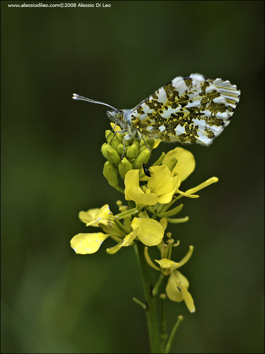 Anthocharis cardamines