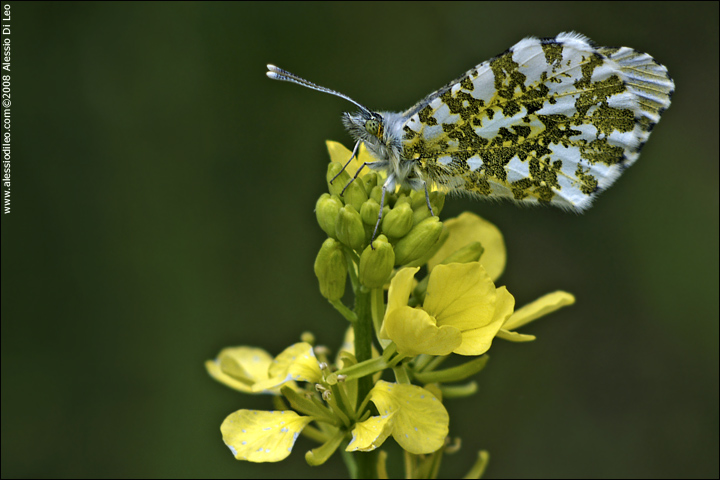 Anthocharis cardamines