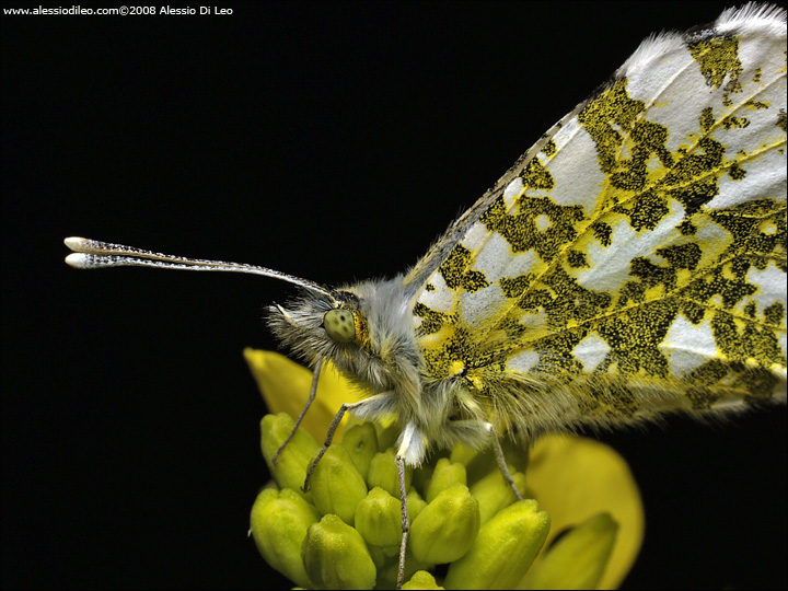 Anthocharis cardamines