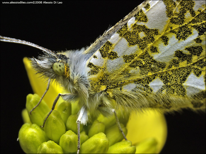 Anthocharis cardamines