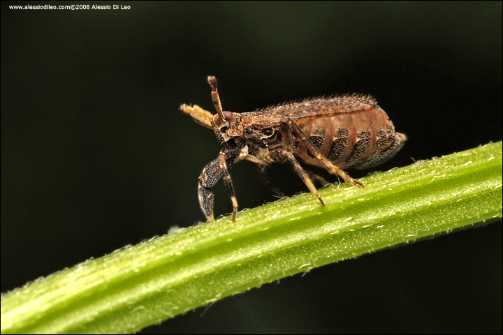 Asiraca clavicornis
