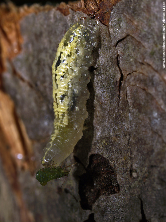 Larva di Syrphidae