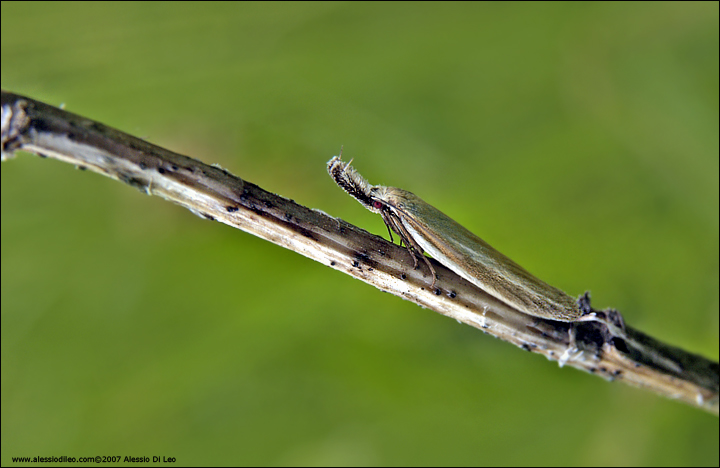 Farfallina dal nasone: Crambidae