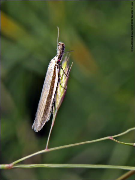 Farfallina dal nasone: Crambidae