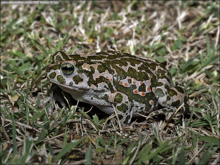 Sorpresa nel tombino! Bufo balearicus