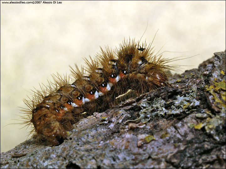 Acronicta rumicis