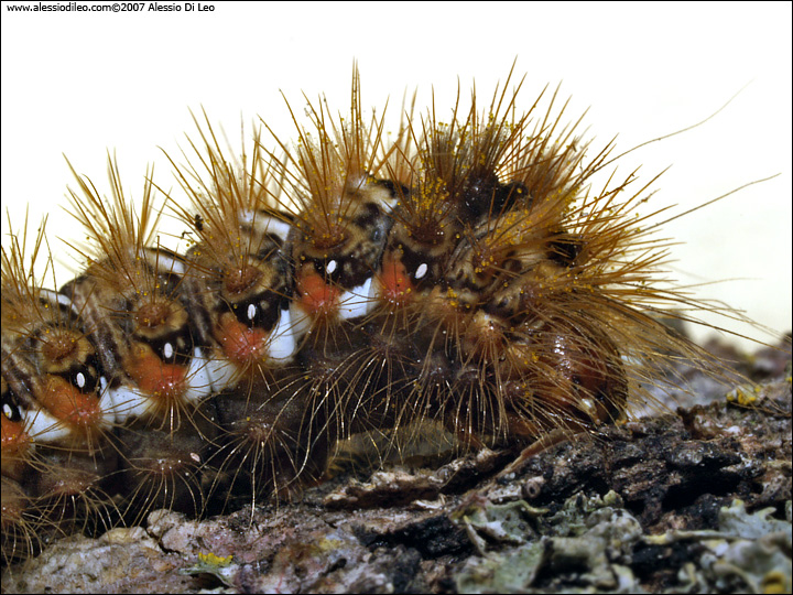 Acronicta rumicis