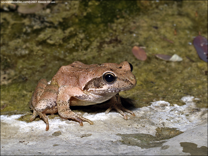 Rana italica