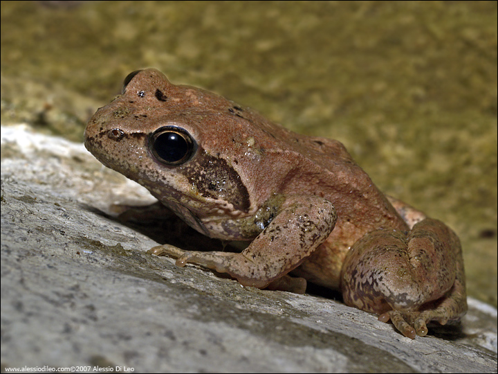 Rana italica