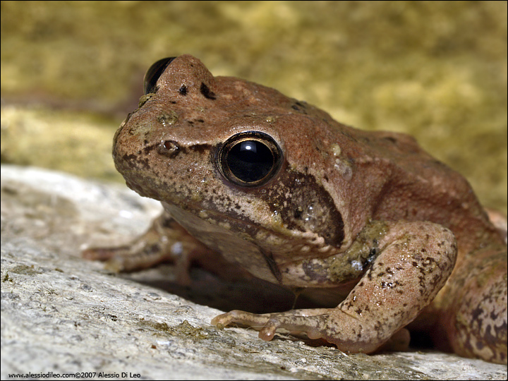 Rana italica