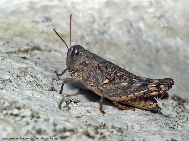 Incontri notturni 1: Calliptamus sp. (Acrididae)
