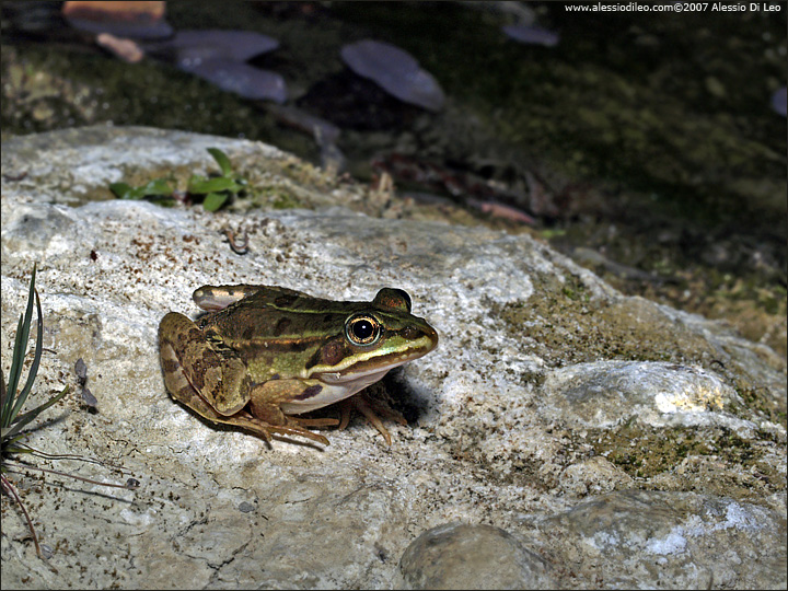 Pelophylax lessonae bergeri?
