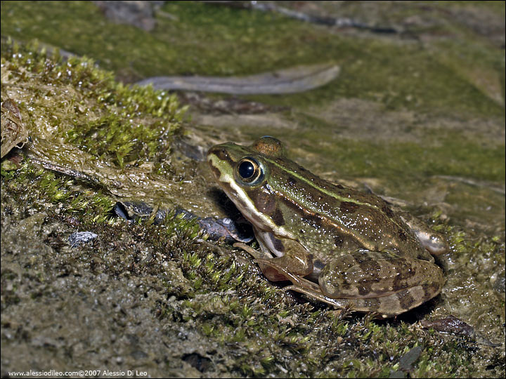 Pelophylax lessonae bergeri?