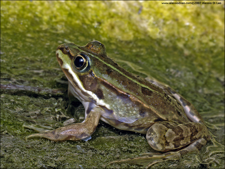 Pelophylax lessonae bergeri?