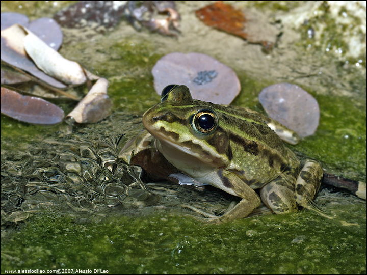 Pelophylax lessonae bergeri?