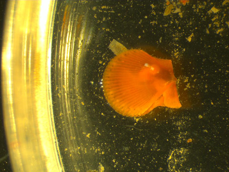 Giovanili di A.opercularis?