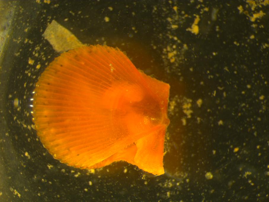 Giovanili di A.opercularis?