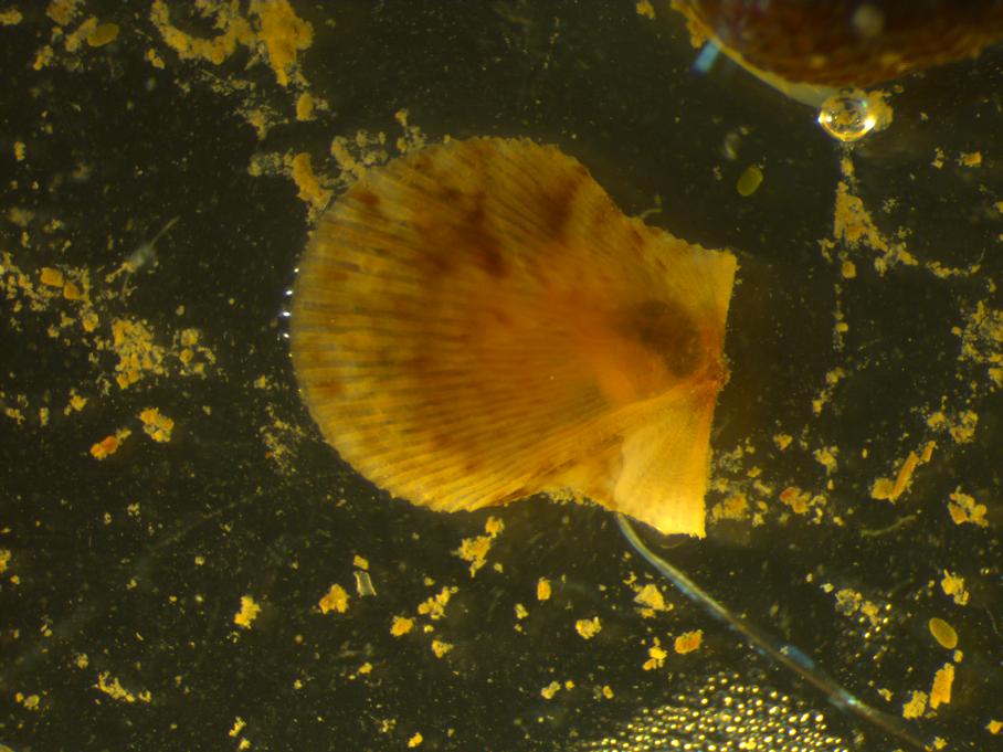 Giovanili di A.opercularis?