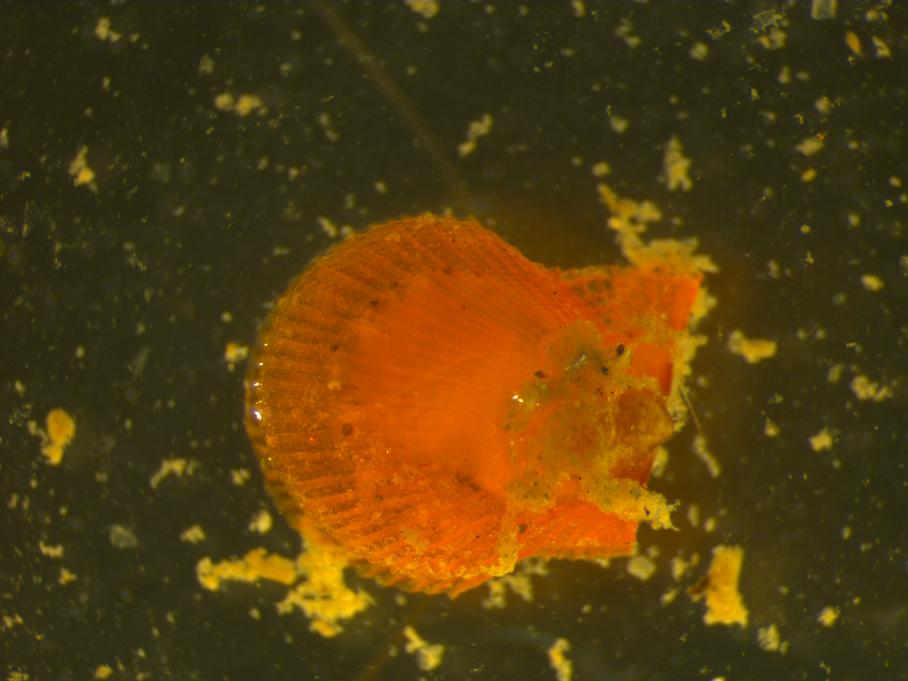 Giovanili di A.opercularis?