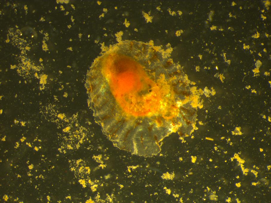 Giovanili di A.opercularis?