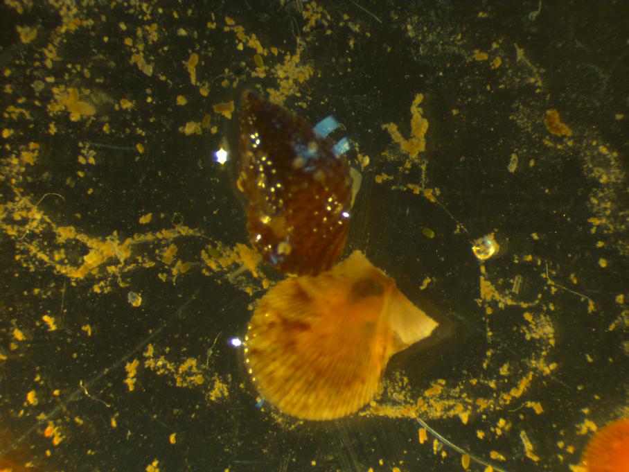Gasteropode