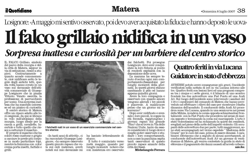 Falco grillaio a Matera
