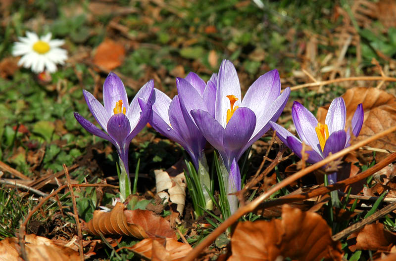 crocus napolitanus