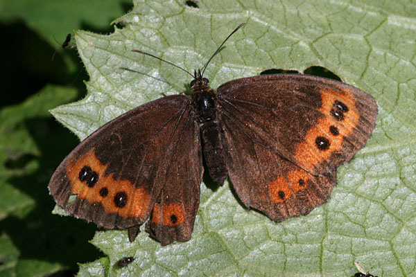 Erebia sp.