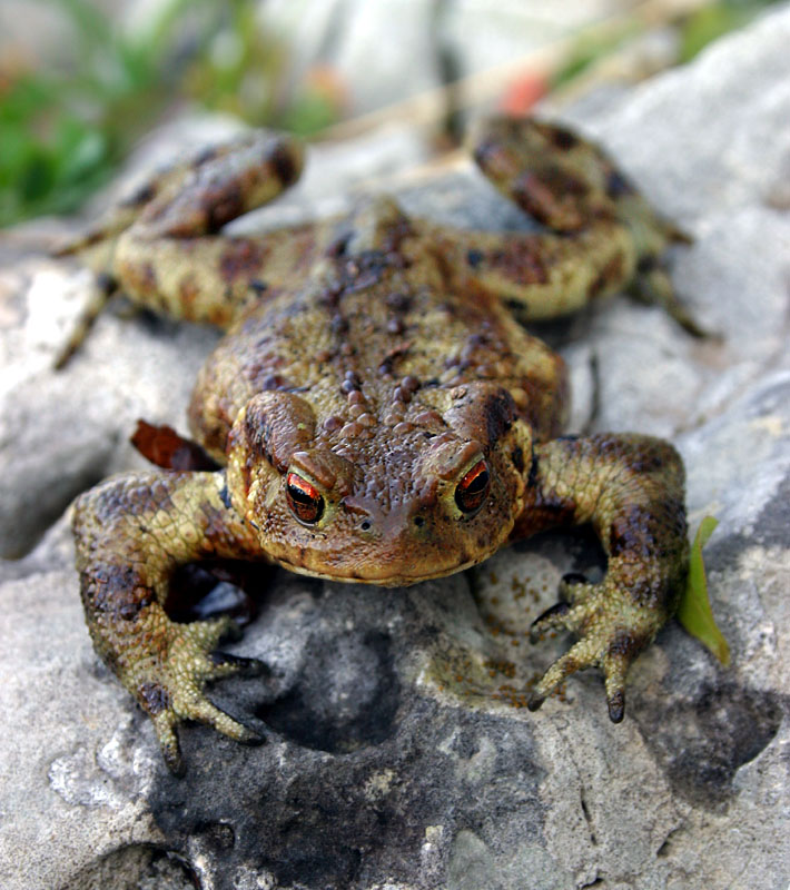 E'' un rospo comune? - Bufo bufo