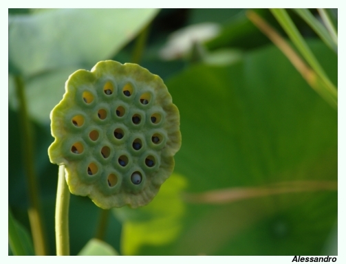 Nelumbo nucifera / Fior di Loto