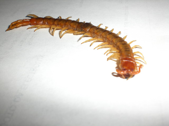 Scolopendra sp.