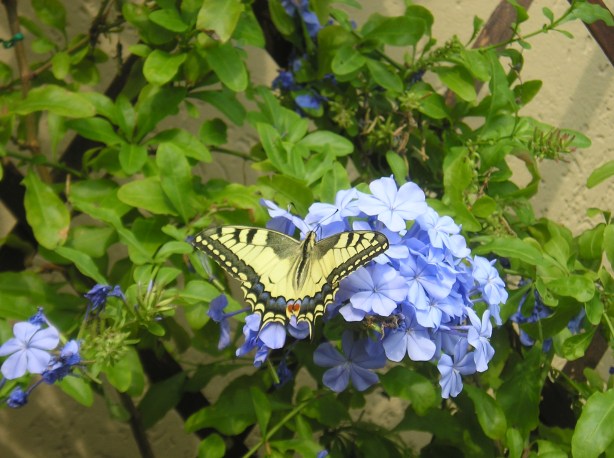 splendide farfalle gardesane