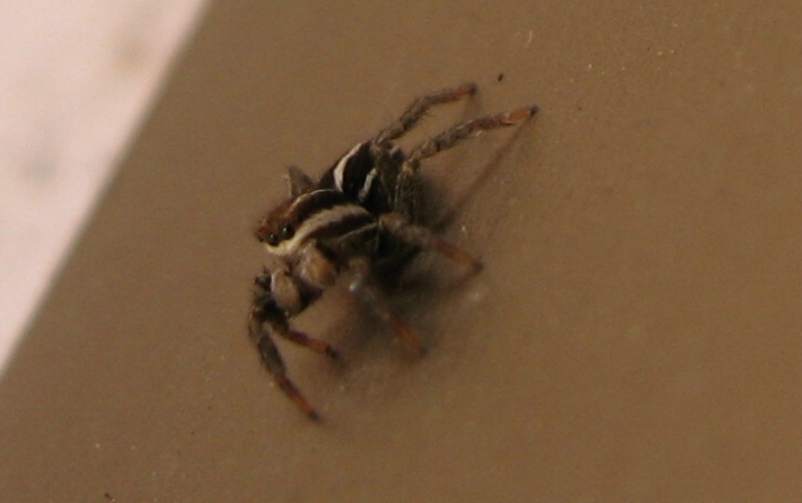 Phlegra sp.