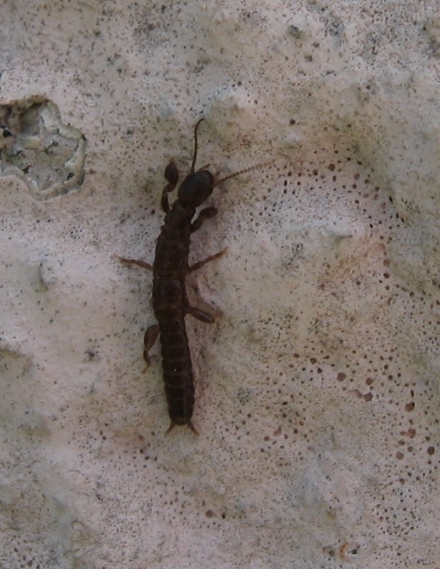 Identificazione: embiottero (Embioptera)
