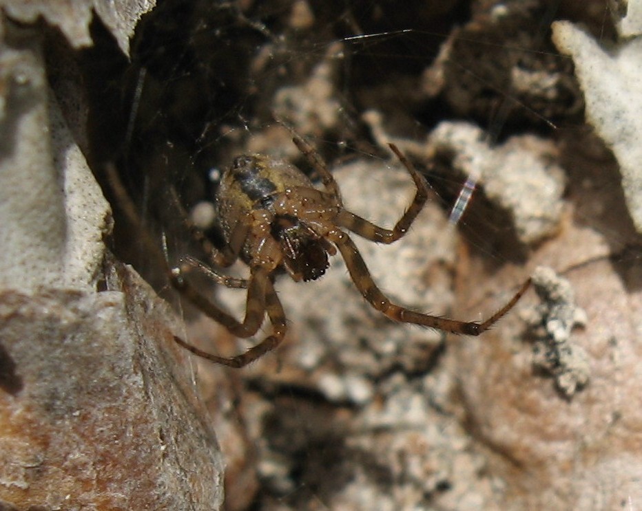Il ragno (Zygiella sp.) ...e la sua preda